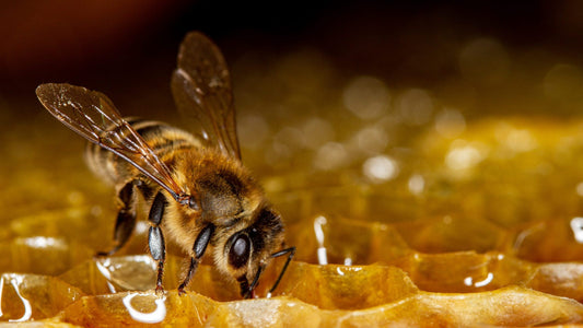 Honey