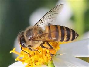 Bera Honey