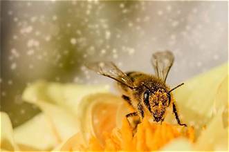 Bera Honey